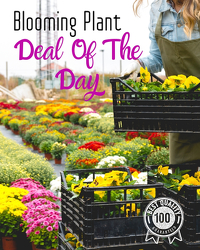 Blooming Plant Deal of the Day from Brennan's Florist and Fine Gifts in Jersey City