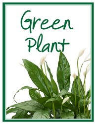 Green Plant Deal of the Day from Brennan's Florist and Fine Gifts in Jersey City