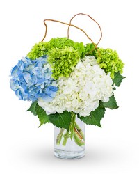 Hydrangea Perfection from Brennan's Florist and Fine Gifts in Jersey City