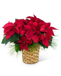 Red Poinsettia Basket from Brennan's Florist and Fine Gifts in Jersey City