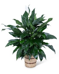 Large Peace Lily Plant from Brennan's Florist and Fine Gifts in Jersey City