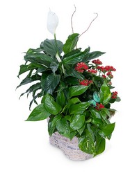 Verdant Basket from Brennan's Florist and Fine Gifts in Jersey City