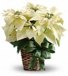 White Poinsettia Plant from Brennan's Florist and Fine Gifts in Jersey City