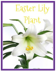 Easter Lily from Brennan's Florist and Fine Gifts in Jersey City