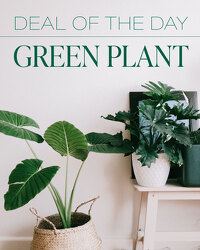 Green Plant Deal of the Day from Brennan's Florist and Fine Gifts in Jersey City