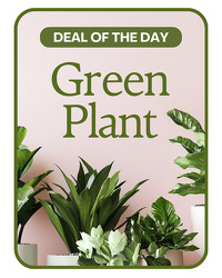 Green Plant Deal of the Day from Brennan's Florist and Fine Gifts in Jersey City
