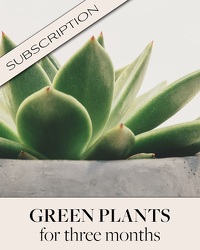 Plant Subscription (3) from Brennan's Florist and Fine Gifts in Jersey City