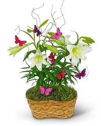 Easter Lilies in Spring Basket from Brennan's Florist and Fine Gifts in Jersey City
