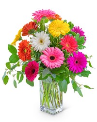 One Dozen Dashing Gerbera from Brennan's Florist and Fine Gifts in Jersey City
