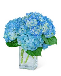 Hydrangeas In Blue from Brennan's Florist and Fine Gifts in Jersey City