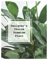 Designer's Choice Premium Planter from Brennan's Florist and Fine Gifts in Jersey City