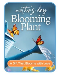 Mother's Day Blooming Plant from Brennan's Florist and Fine Gifts in Jersey City