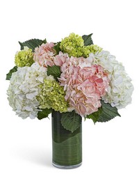 Hydrangea Glow from Brennan's Florist and Fine Gifts in Jersey City