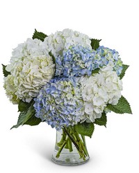 Lovely Lush Hydrangea from Brennan's Florist and Fine Gifts in Jersey City