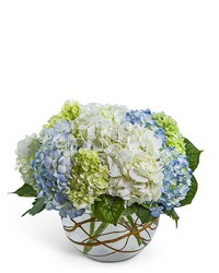 Modern Hydrangea from Brennan's Florist and Fine Gifts in Jersey City