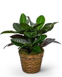 Croton Plant in Basket from Brennan's Florist and Fine Gifts in Jersey City
