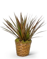 Dracaena Marginata in a Basket