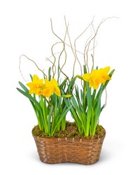 Double Daffodil Basket
