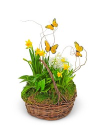 Spring Plants with Butterflies from Brennan's Florist and Fine Gifts in Jersey City
