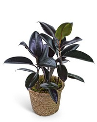 Rubber Plant in Basket