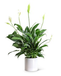 Peace Lily Plant from Brennan's Florist and Fine Gifts in Jersey City