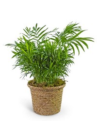 Palm Plant in Basket