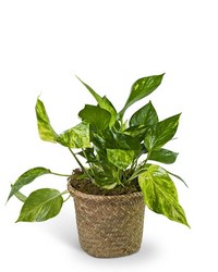 Pothos Plant in Woven Basket