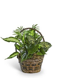 Tranquil Dish Garden in Basket