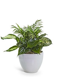 Serene Dish Garden from Brennan's Florist and Fine Gifts in Jersey City Serene Dish Garden from Brennan's Florist and Fine Gifts in Jersey City