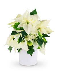 White Poinsettia Plant from Brennan's Florist and Fine Gifts in Jersey City