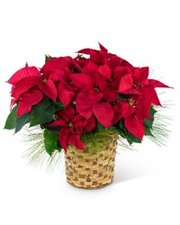 Red Poinsettia Basket