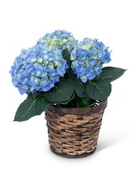 Blue Hydrangea Plant from Brennan's Florist and Fine Gifts in Jersey City