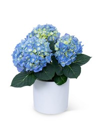 Blue Hydrangea Plant from Brennan's Florist and Fine Gifts in Jersey City