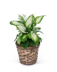 Mixed Planter in Basket