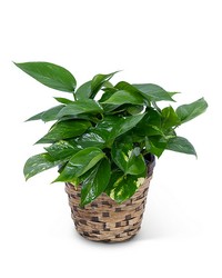 Pothos Plant in Basket