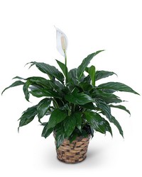 Peace Lily Plant from Brennan's Florist and Fine Gifts in Jersey City