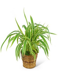 Flax Lily Plant in Basket from Brennan's Florist and Fine Gifts in Jersey City