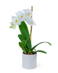 White Orchid Plant from Brennan's Florist and Fine Gifts in Jersey City