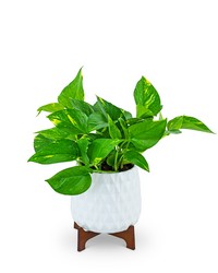 Mod Pothos Plant from Brennan's Florist and Fine Gifts in Jersey City