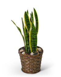 Sansevieria Plant in Basket from Brennan's Florist and Fine Gifts in Jersey City