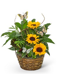 Dish Garden with Sunflowers and Butterflies from Brennan's Florist and Fine Gifts in Jersey City