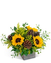 Harvest Sunburst Beauty from Brennan's Florist and Fine Gifts in Jersey City Harvest Sunburst Beauty from Brennan's Florist and Fine Gifts in Jersey City