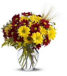 Fall for Daisies from Brennan's Florist and Fine Gifts in Jersey City